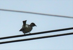 Pycnonotus sinensis hainanus