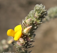 Aspalathus nickhelmei