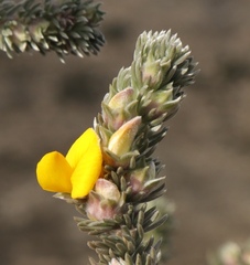 Aspalathus nickhelmei