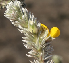 Aspalathus nickhelmei