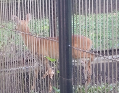 Tetracerus quadricornis