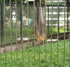 Tetracerus quadricornis