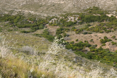 Aspalathus nickhelmei