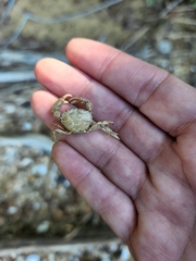 Rhithropanopeus harrisii