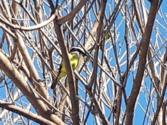 Pitangus sulphuratus