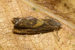 Dichrorampha flavidorsana