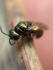 Pseudomalus pusillus
