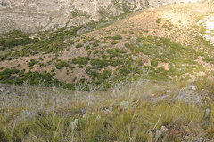 Aspalathus nickhelmei