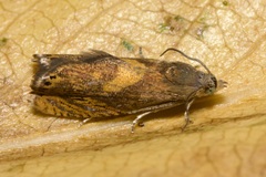 Dichrorampha flavidorsana