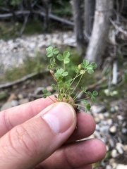 Trifolium monanthum