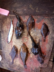 Limanda limanda