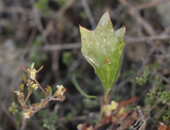 Centella brachycarpa