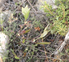 Centella brachycarpa
