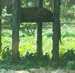 Panthera pardus