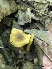 Cantharellus appalachiensis