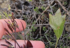 Centella brachycarpa