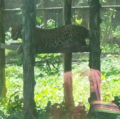 Panthera pardus