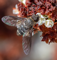 Chrysanthrax vanus