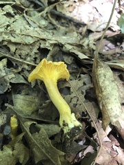 Cantharellus appalachiensis