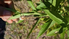Entomophaga grylli