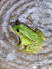 Pelophylax plancyi