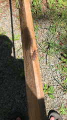 Monochamus carolinensis