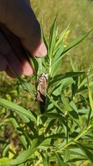 Entomophaga grylli