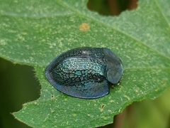 Cyrtonota