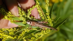 Entomophaga grylli