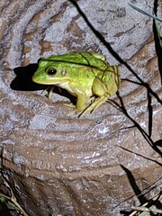 Pelophylax plancyi