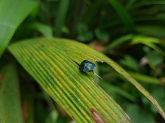 Cyrtonota