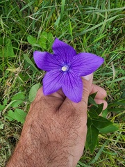 Platycodon