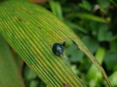 Cyrtonota