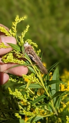 Entomophaga grylli
