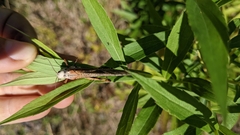 Entomophaga grylli