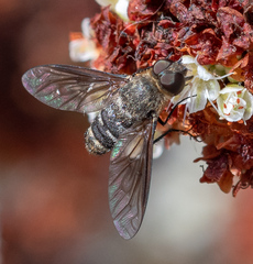 Chrysanthrax vanus
