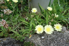 Asteraceae