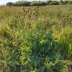 Sanguisorba officinalis