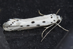 Ethmia terminella