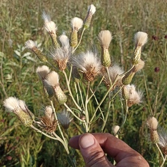 Cirsium arvense vestitum