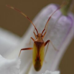 Creontiades rubrinervis