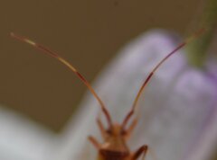 Creontiades rubrinervis