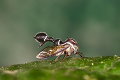 Heteronotus trinodosus