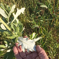 Cirsium arvense vestitum