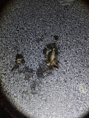 Plestiodon chinensis