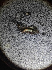 Plestiodon chinensis