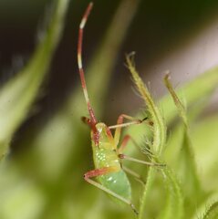 Creontiades rubrinervis