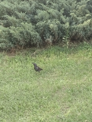 Sturnus vulgaris