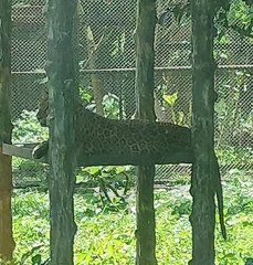 Panthera pardus