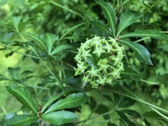 Eleutherococcus sieboldianus